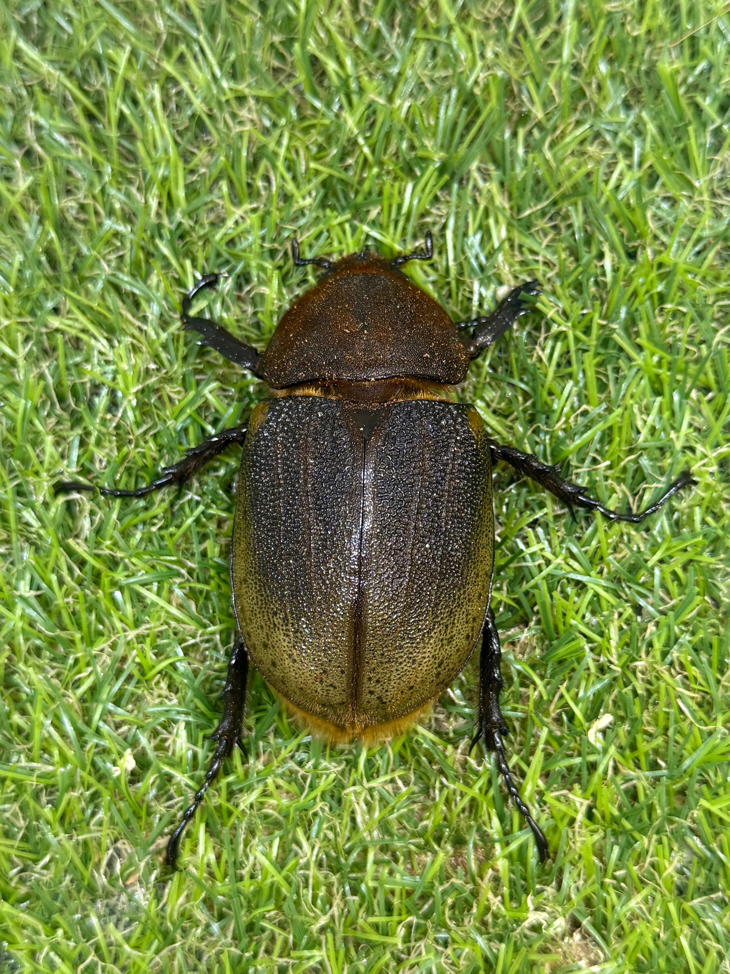 DH･ヘラクレス　♂148mm成虫ペア