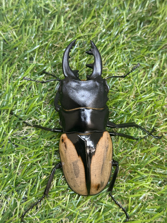 ブルマイスターツヤクワガタ　♂74.8mm成虫ペア