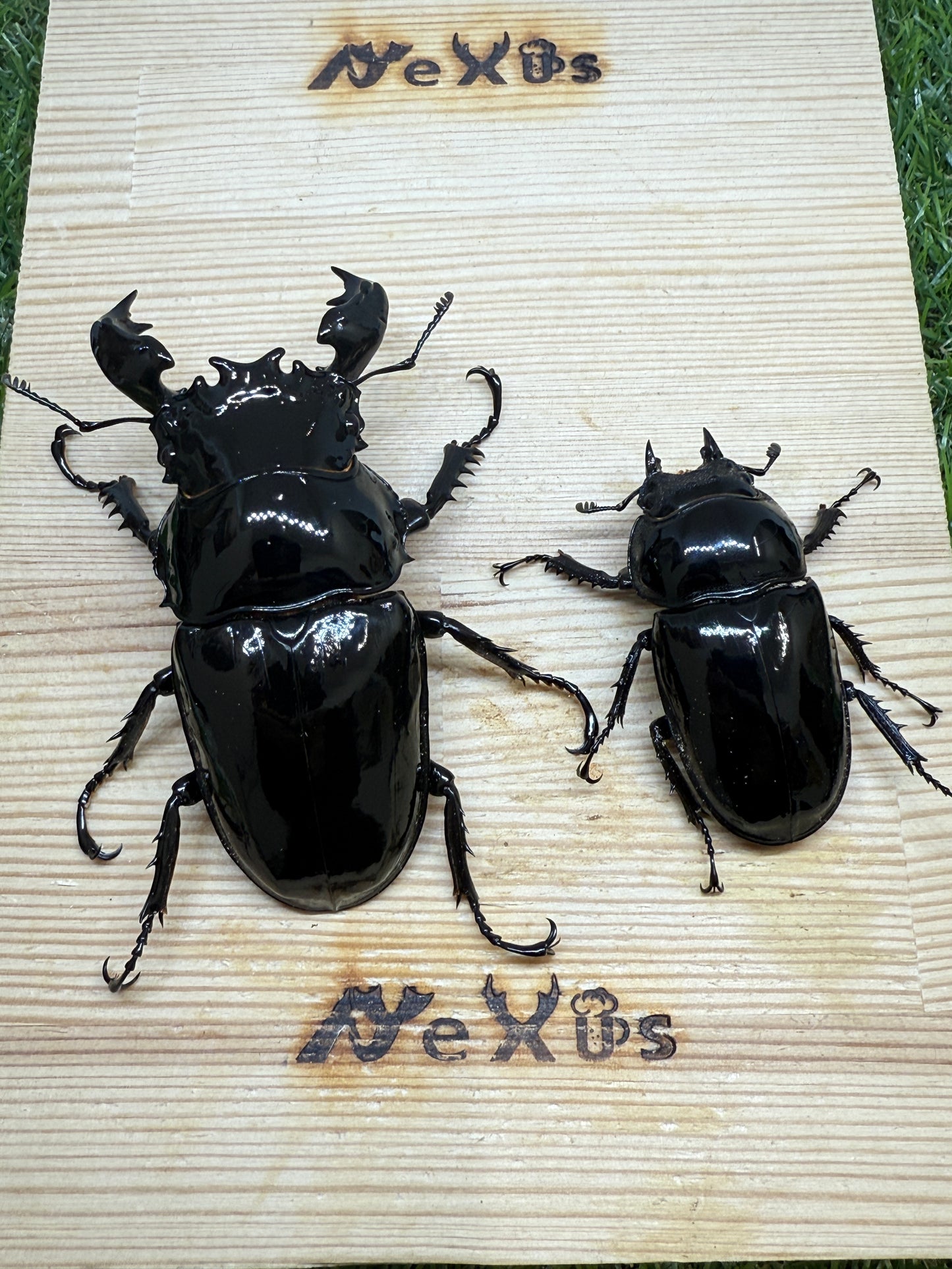 タランドゥスオオツヤクワガタ　♂85.3mm成虫ペア