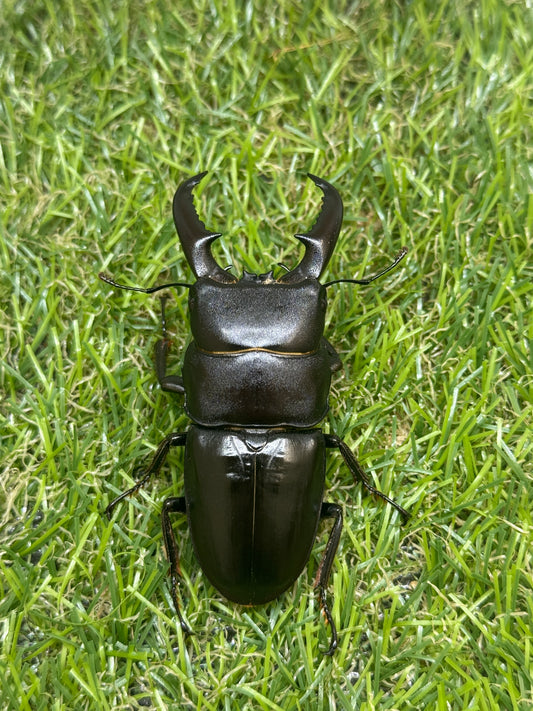 オキノエラブヒラタクワガタ　♂65.8mm成虫ペア