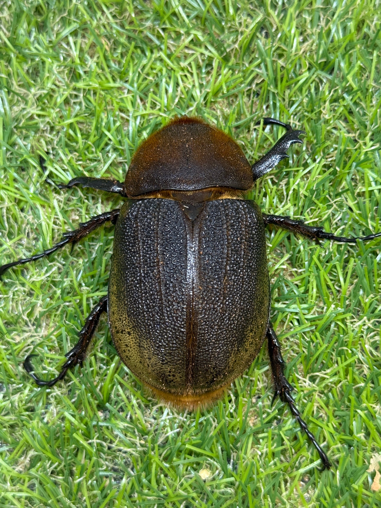 DH･ヘラクレス(極短極太血統)　♂114mm成虫ペア