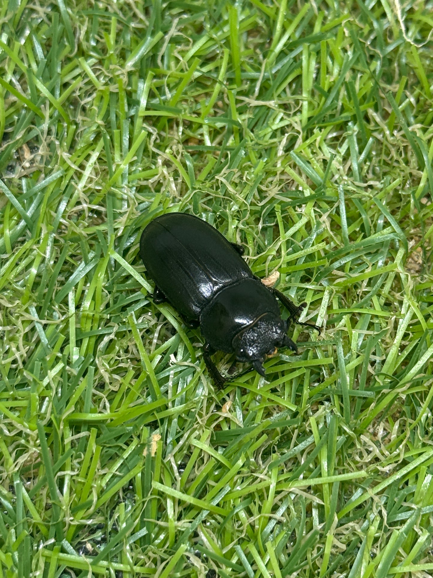 アマミシカクワガタ　♀freeサイズ単品