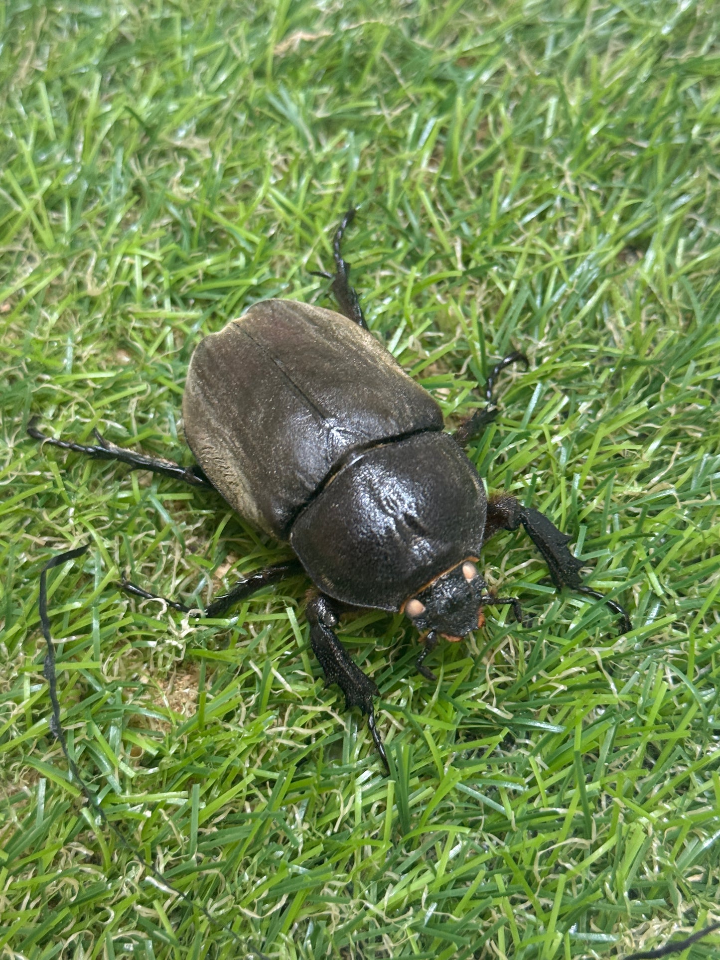 カブトムシ(ホワイトアイ血統)　サイズfree成虫ペア
