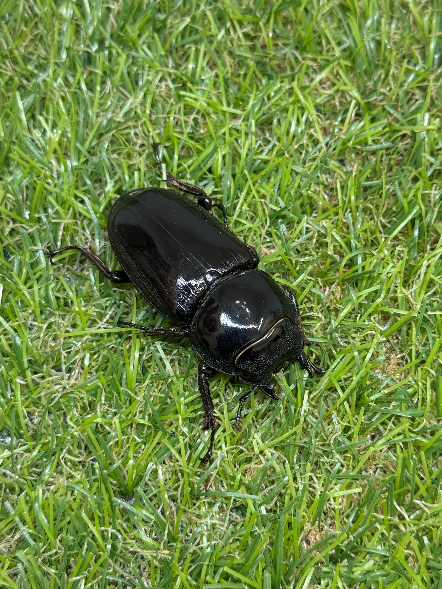 グランディスオオクワガタ　♂81.5mm成虫ペア