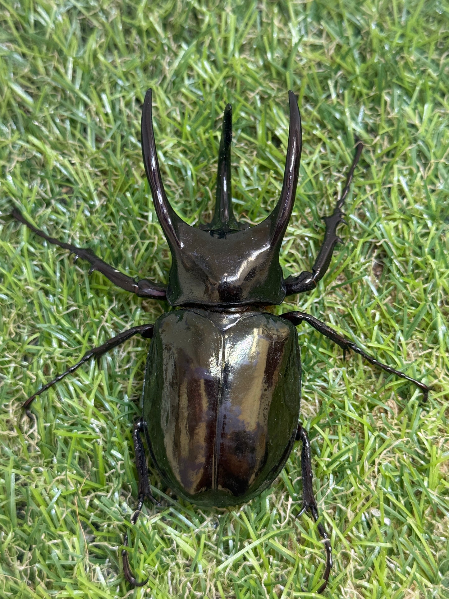 アトラスオオカブト(スマトラ島リアウ)　♂80mmペア