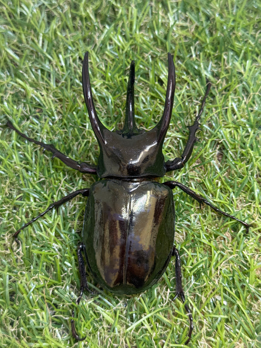 アトラスオオカブト(スマトラ島リアウ)　♂80mmペア