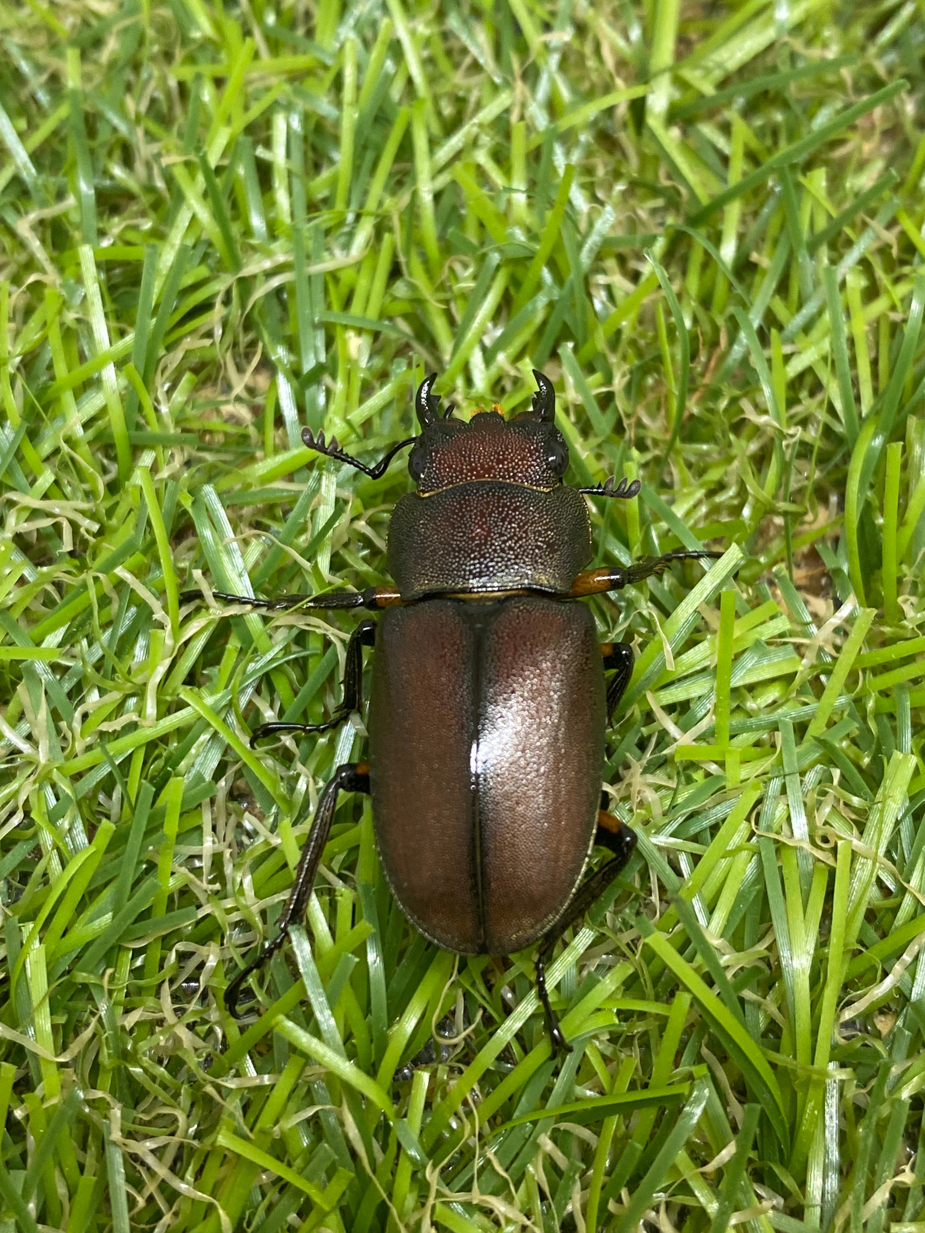 メタリフェルホソアカクワガタ亜種サンギレンシス ♂69.5mm 成虫ペア – 昆虫ショップNexus