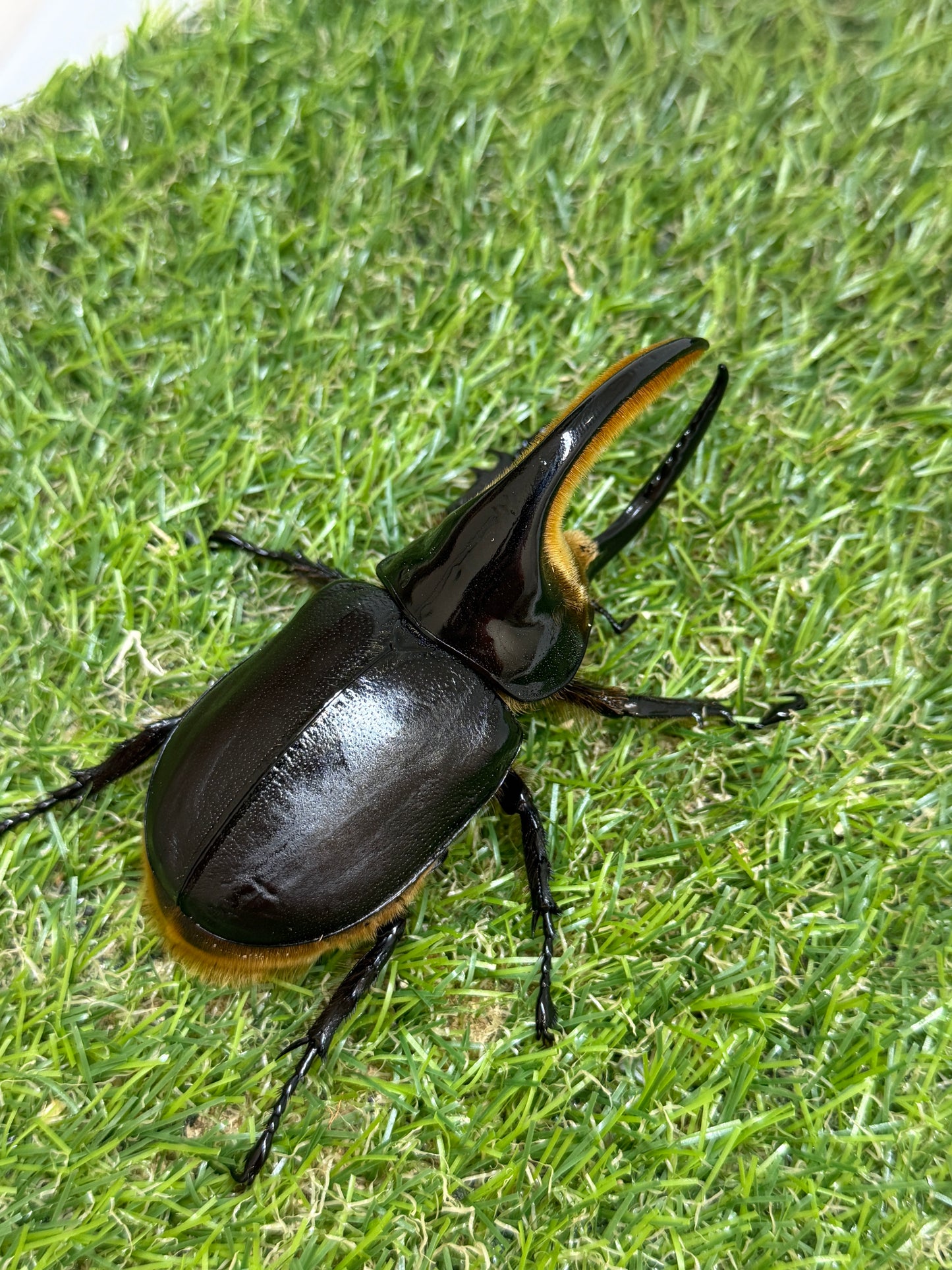サタンオオカブト　♂92.5mm成虫ペア