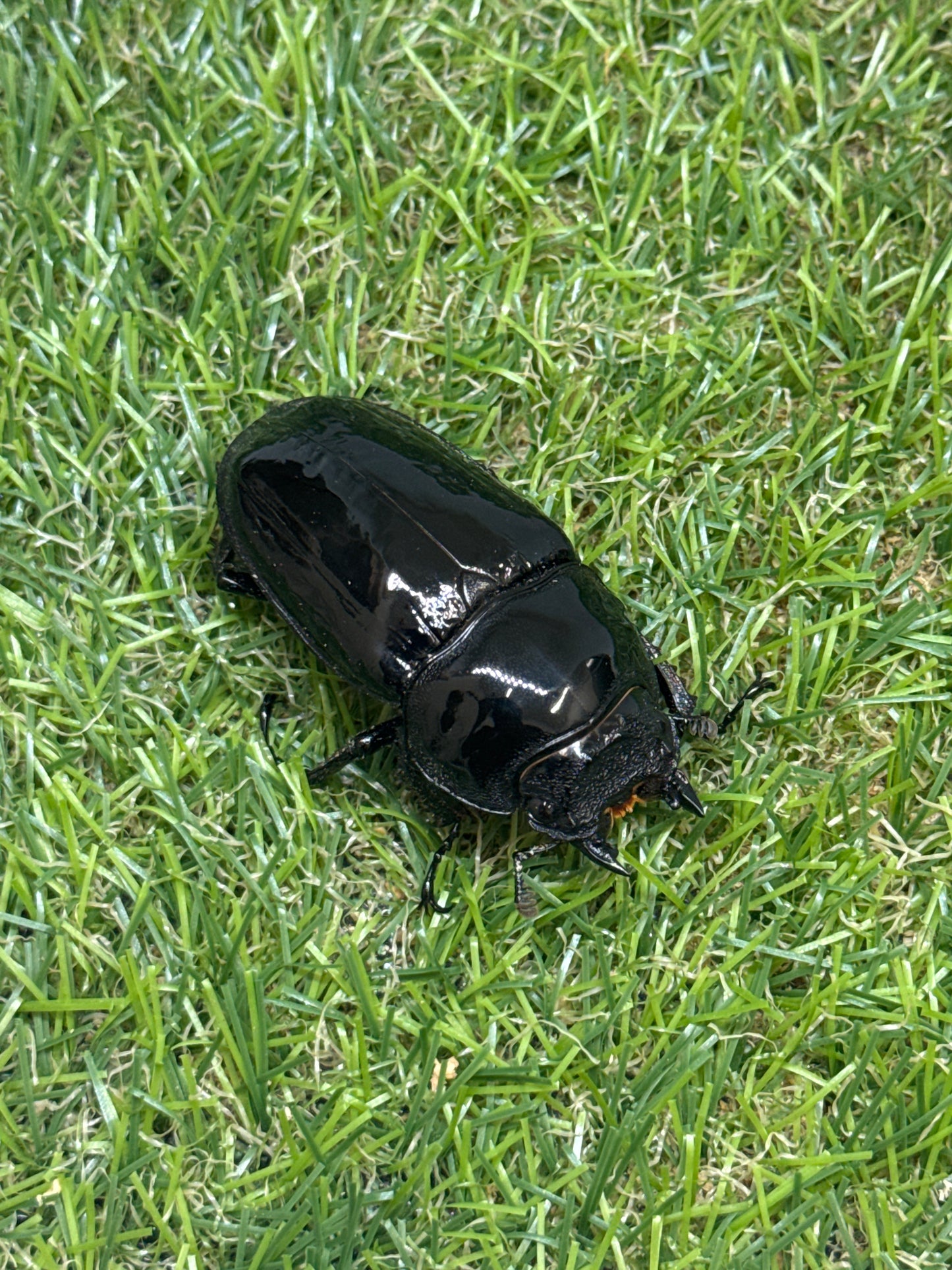 タランドゥスオオツヤクワガタ　♂81mm成虫ペア
