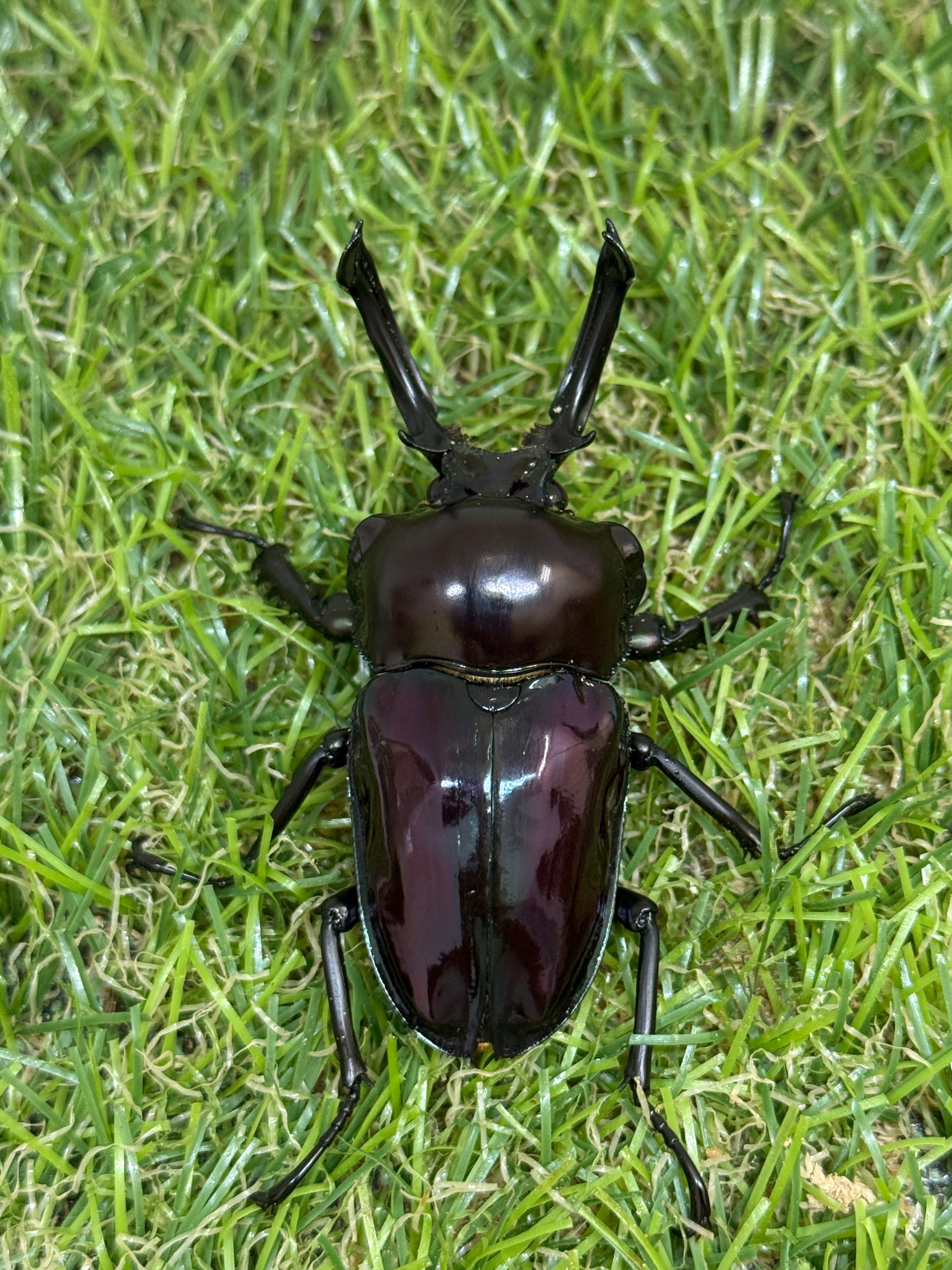 クロイワニイニイ ペア ニジイロクワガタ(紫紺血統) ♂60mm成虫ペア – 昆虫ショップNexus