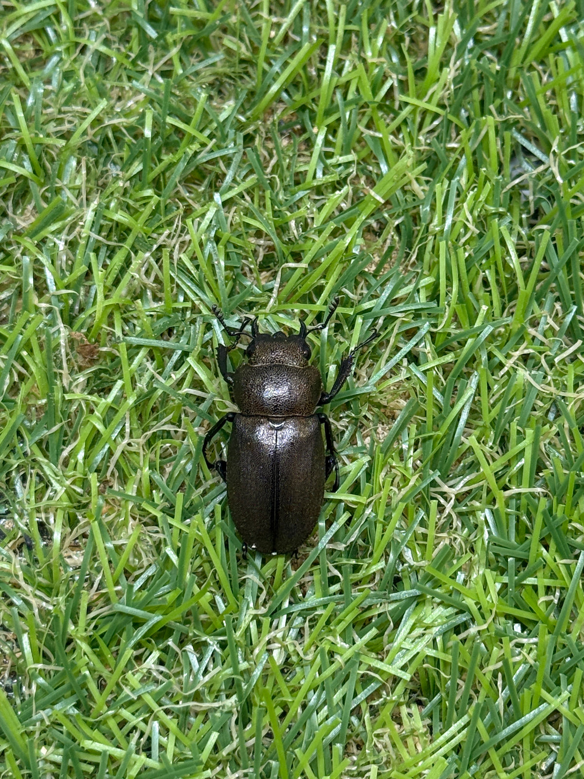 スペキオススホソアカクワガタ　♂58mm成虫ペア