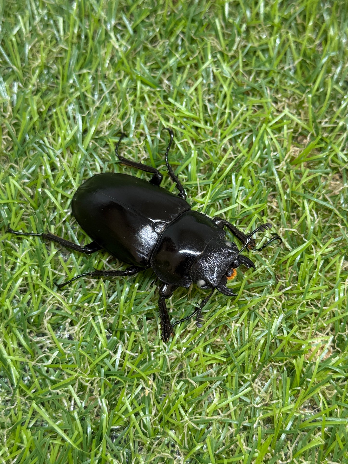 ギラファノコギリクワガタ(ホワイトアイ血統) ♂104mm成虫ペア