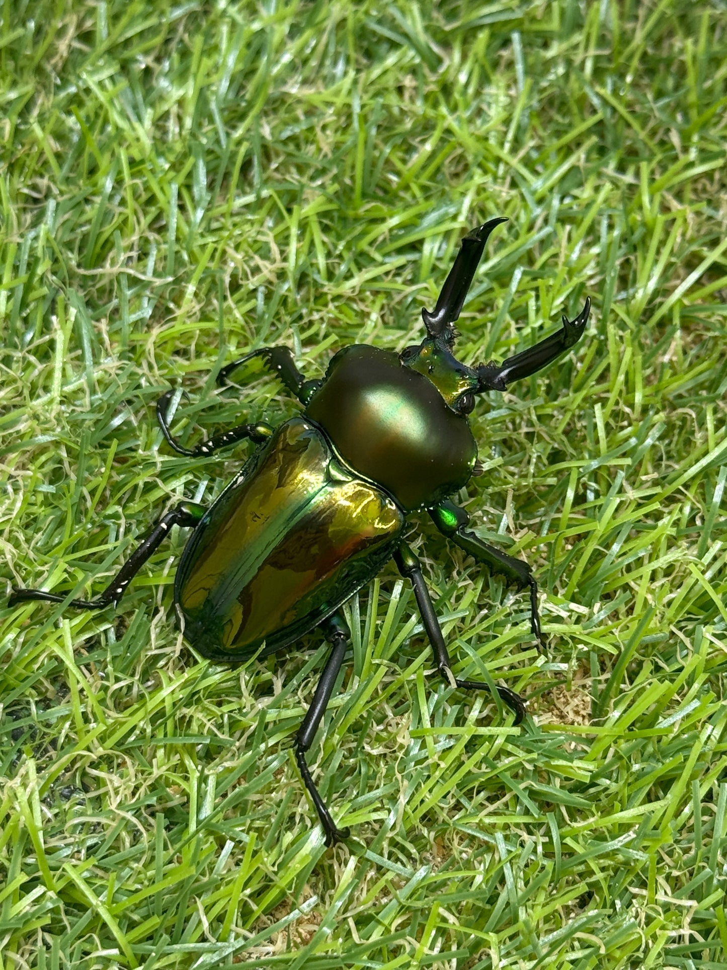 ニジイロクワガタ　♂48mm成虫ペア