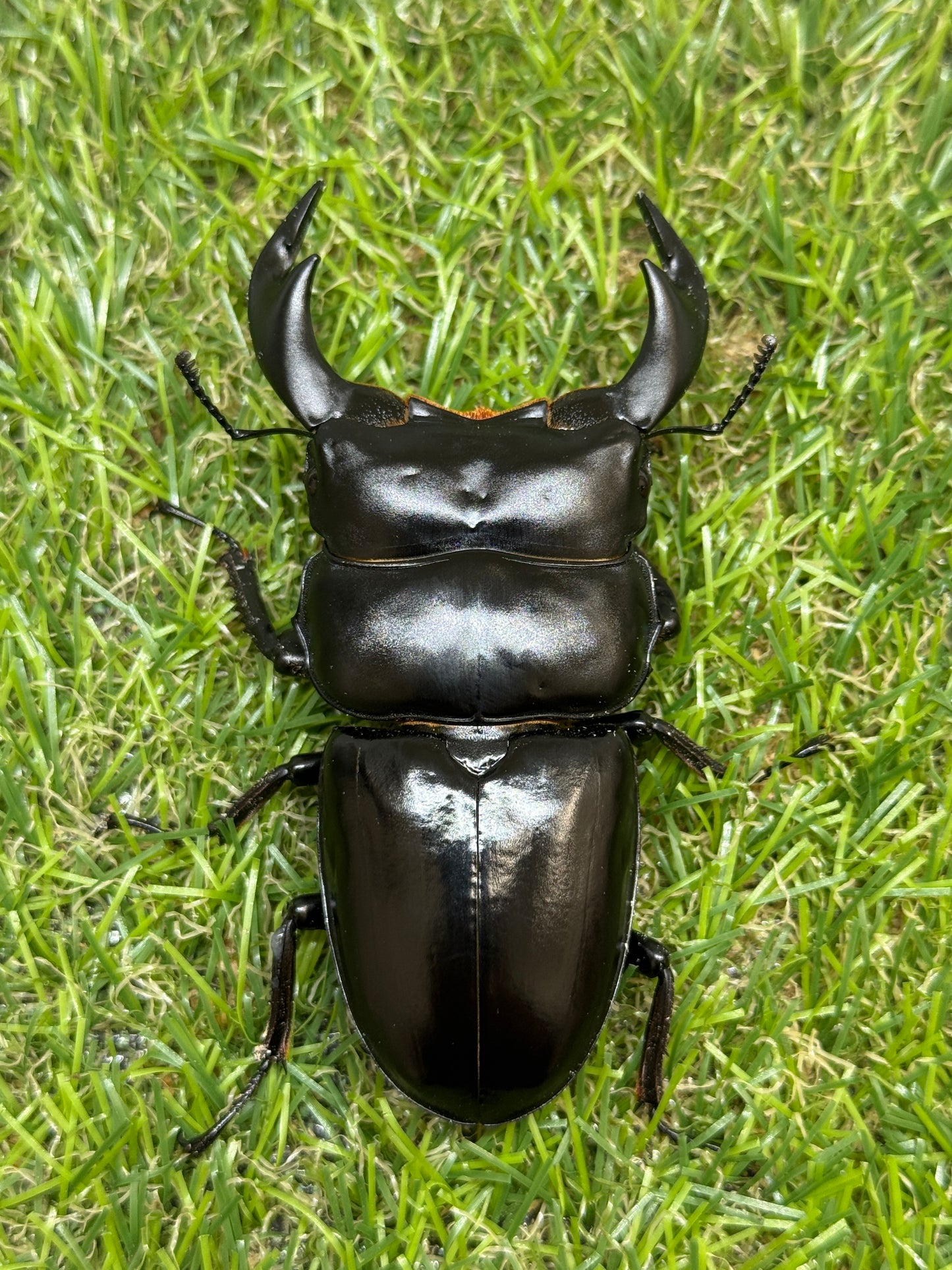 インドアンタエウスオオクワガタ　♂81mm単品