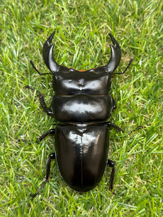 インドアンタエウスオオクワガタ　♂81mm単品