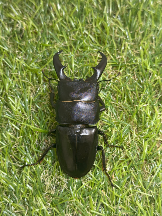 オキノエラブヒラタクワガタ　♂65.6mm成虫ペア