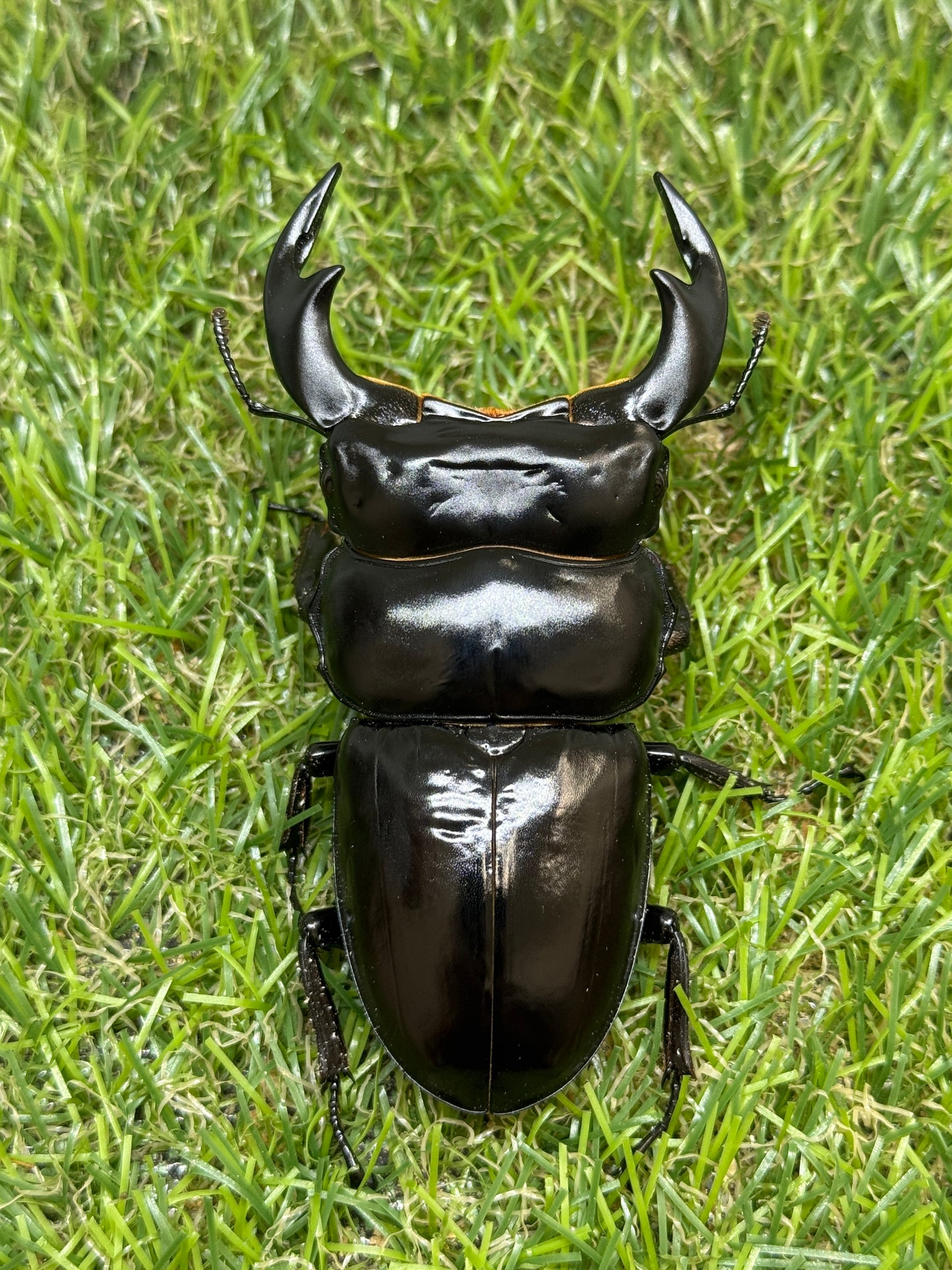 インドアンタエウスオオクワガタ　♂82mm単品