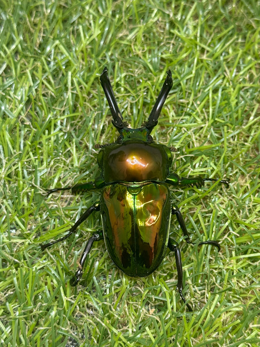 ニジイロクワガタ(ピカール系)　♂55.5mm成虫ペア