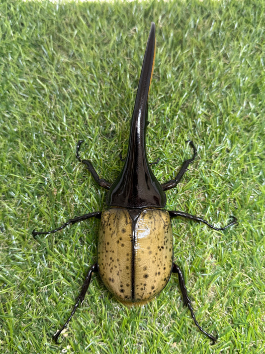 DH･ヘラクレス　♂151mm成虫ペア