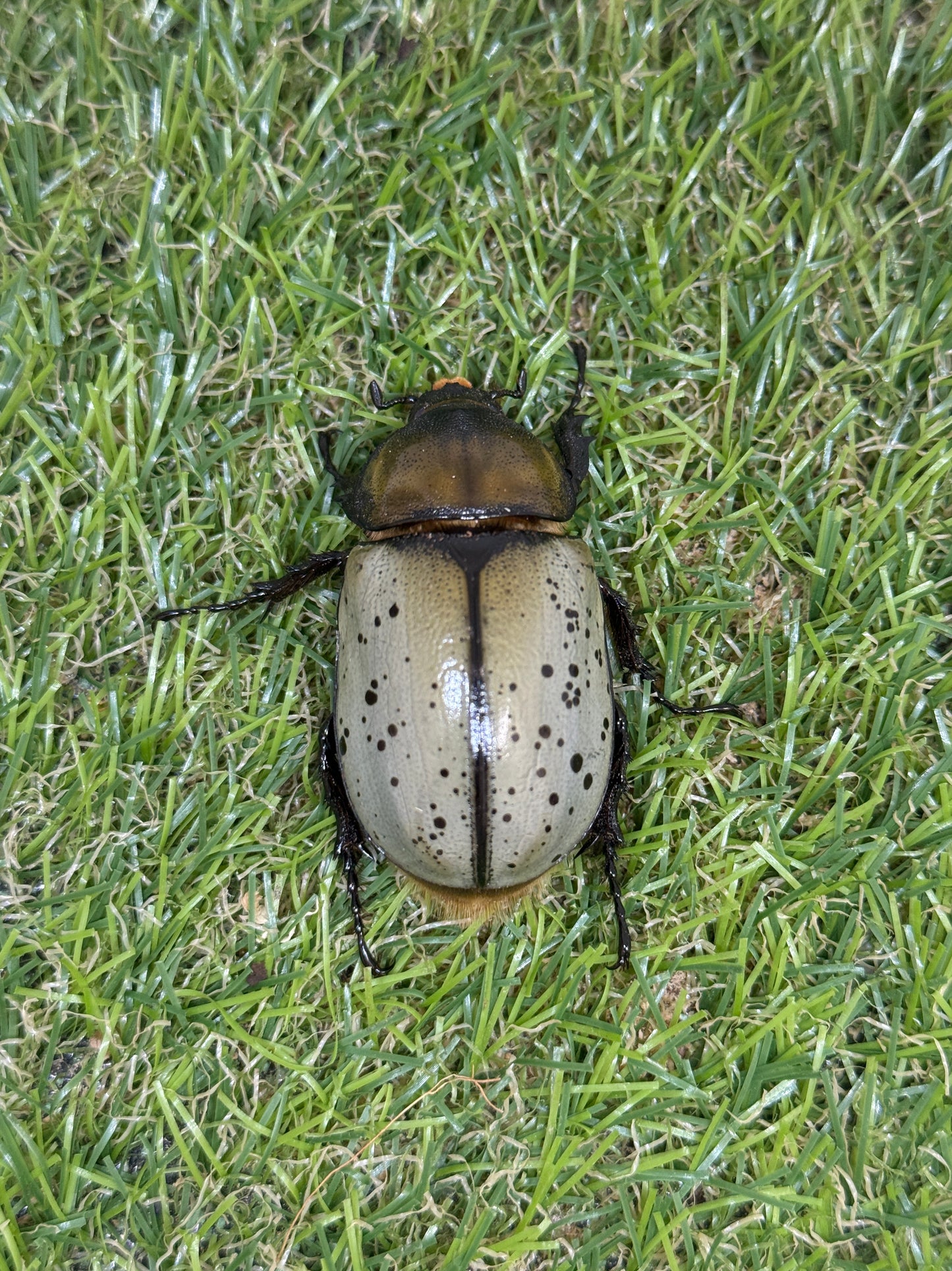 ティティウスシロカブト　♂65mm成虫ペア