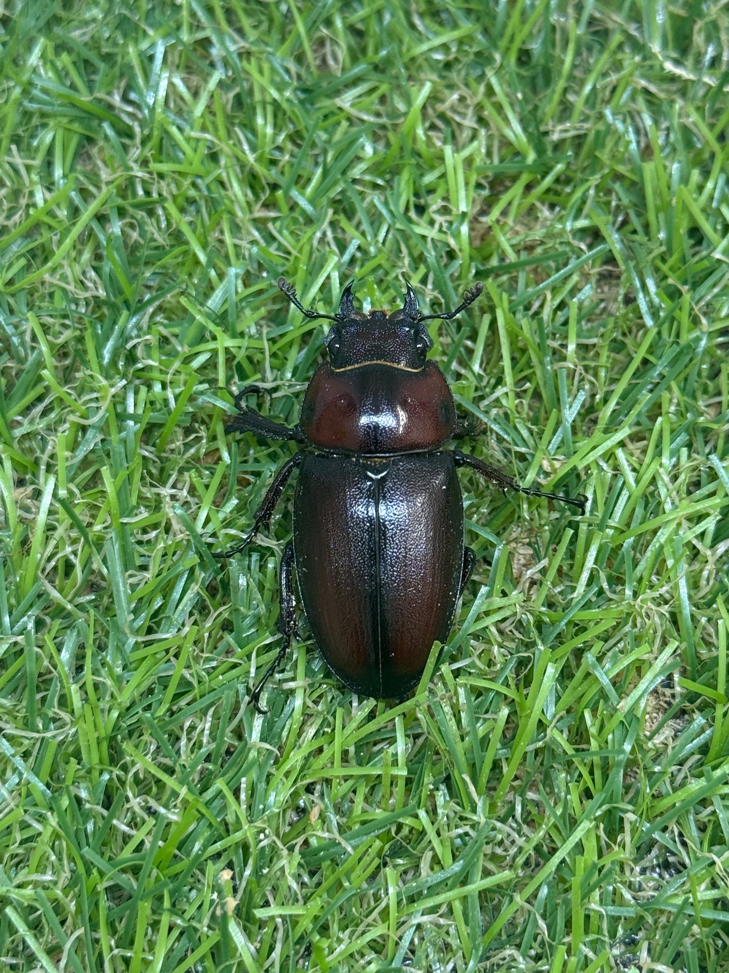 トカラノコギリクワガタ freeサイズ成虫ペア