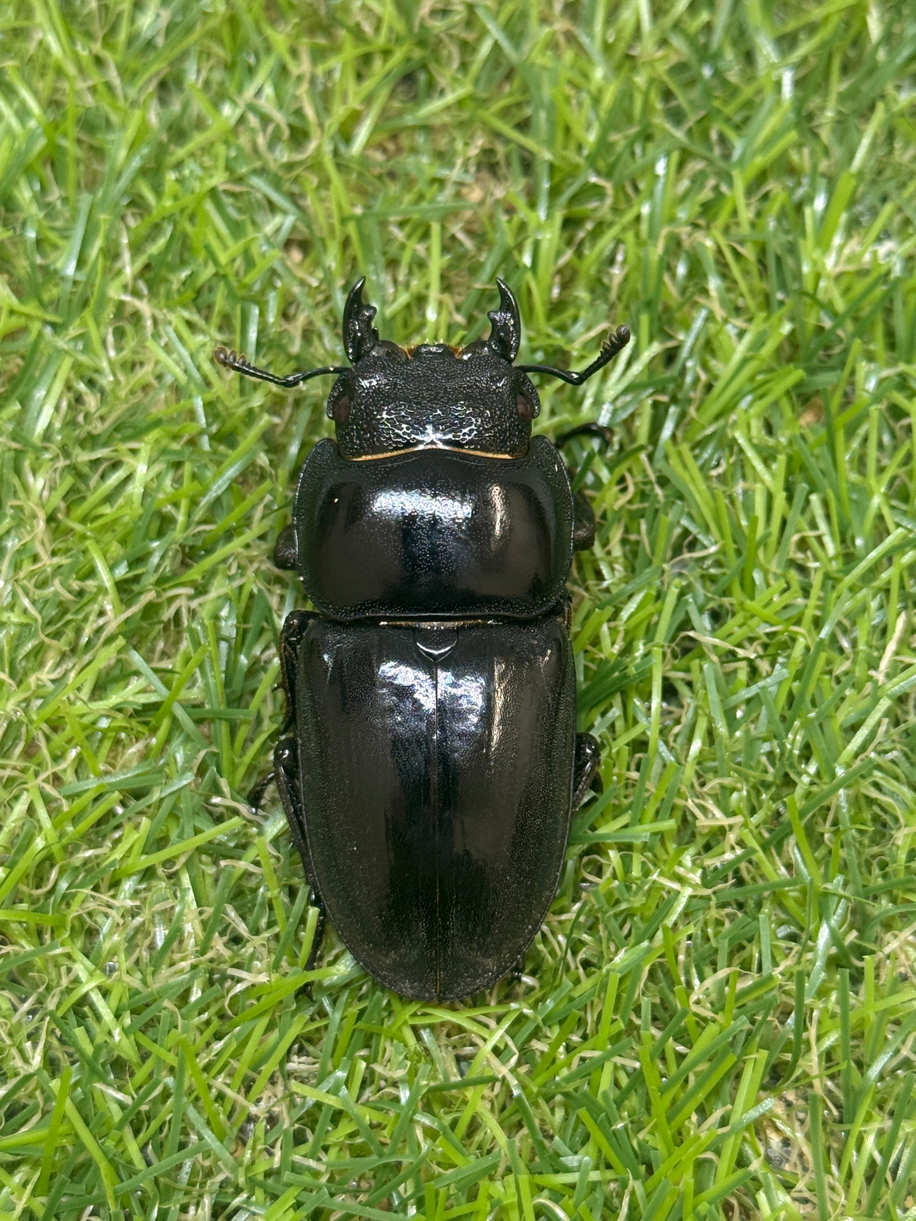 パラワンオオヒラタクワガタ(ピンクアイ血統)♂102mm 成虫ペア – 昆虫