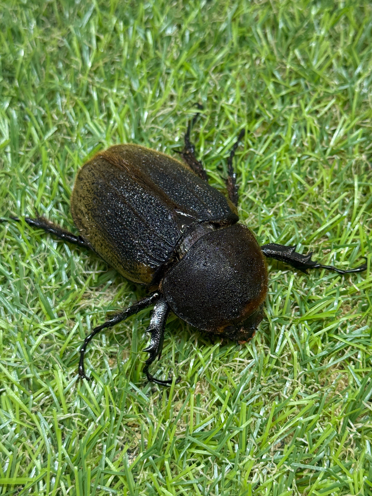 DH・ヘラクレス(大型血統)　♀62.7mm単品