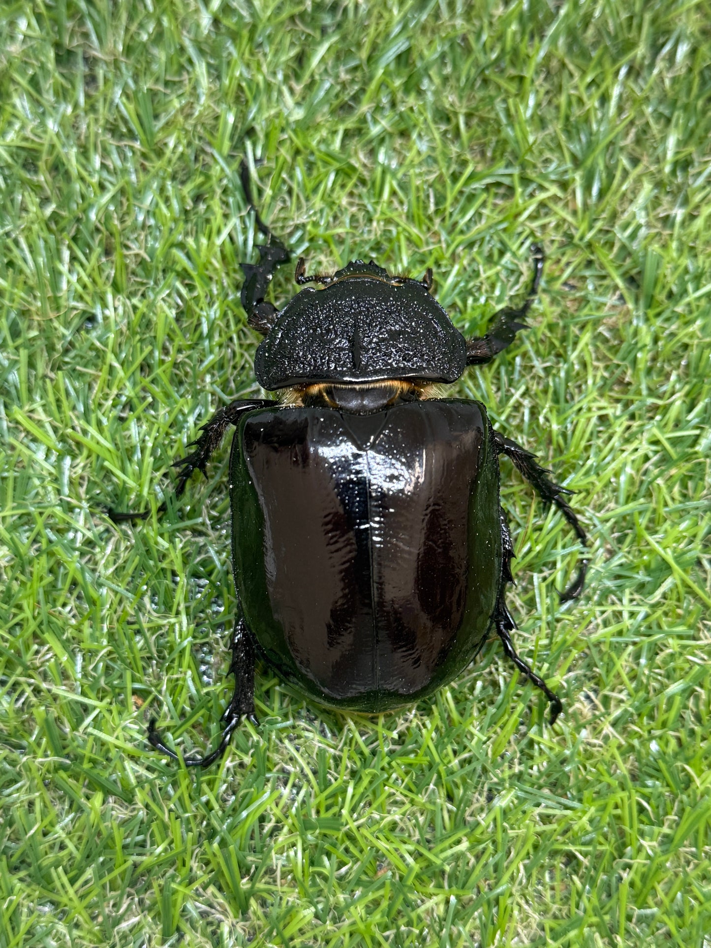 マルスゾウカブト　♂104mm成虫ペア