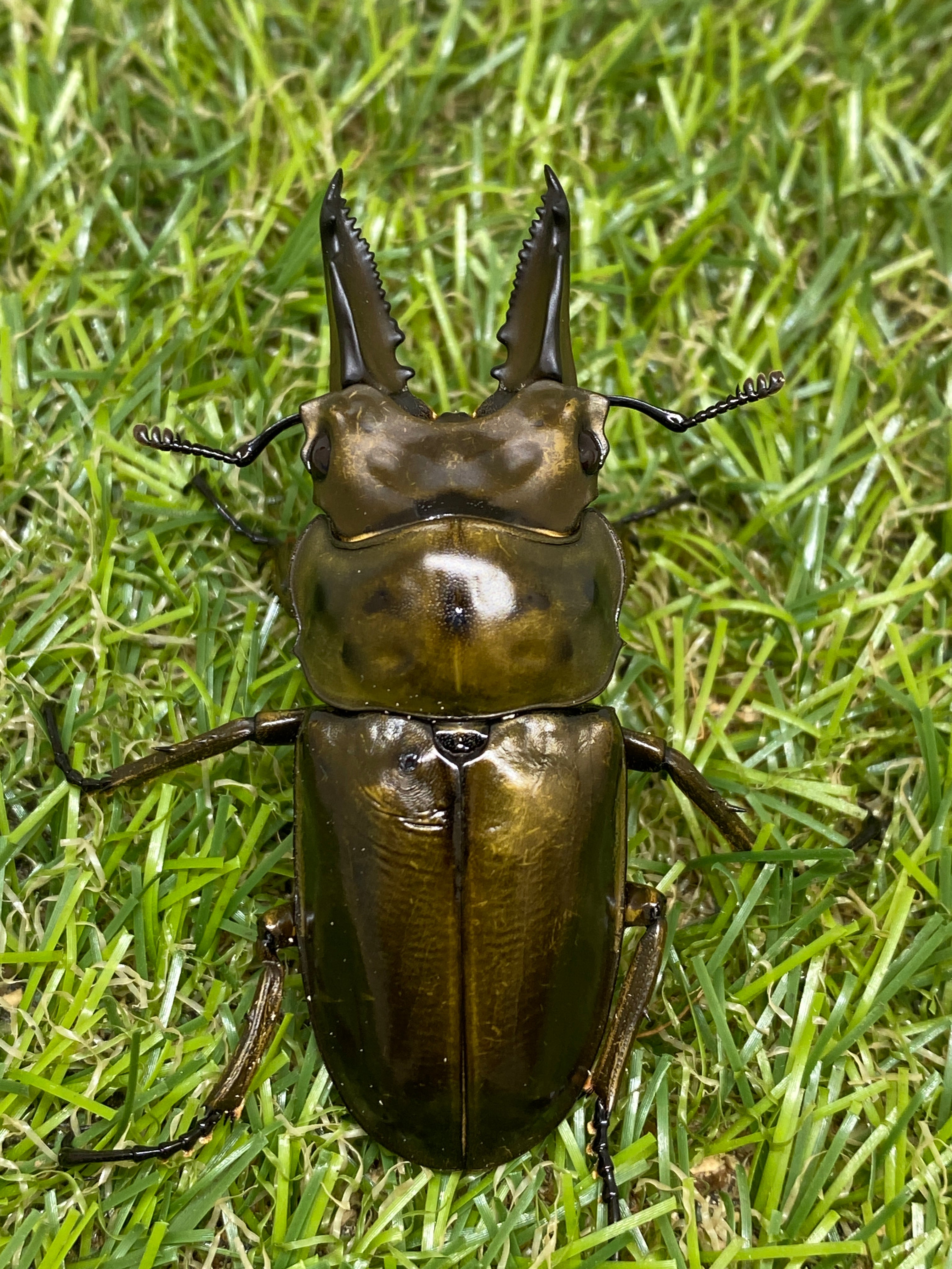 ババオウゴンオニクワガタ ♂59mm 成虫ペア – 昆虫ショップNexus