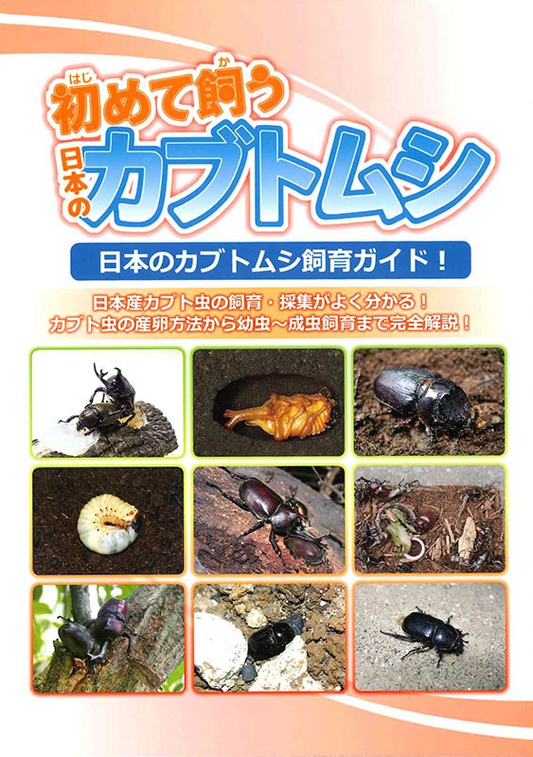 初めて飼う日本のカブトムシ