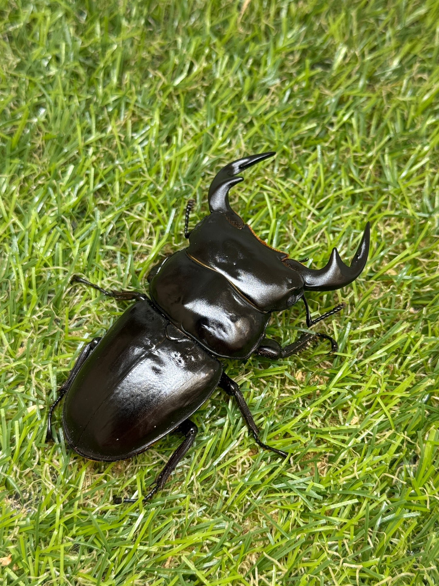 タイ アンタエウスオオクワガタ　♂75mm成虫ペア