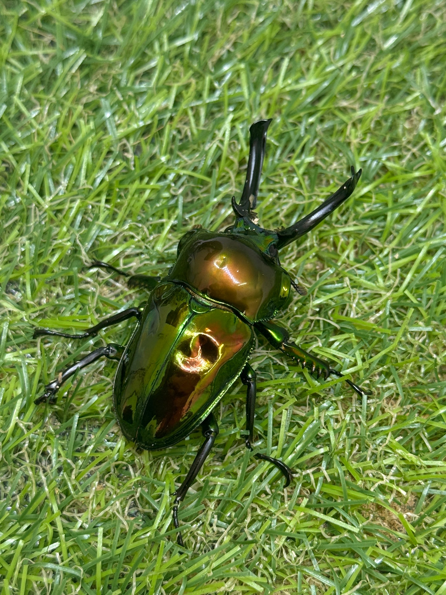 ニジイロクワガタ(ピカール系)　♂55.5mm成虫ペア
