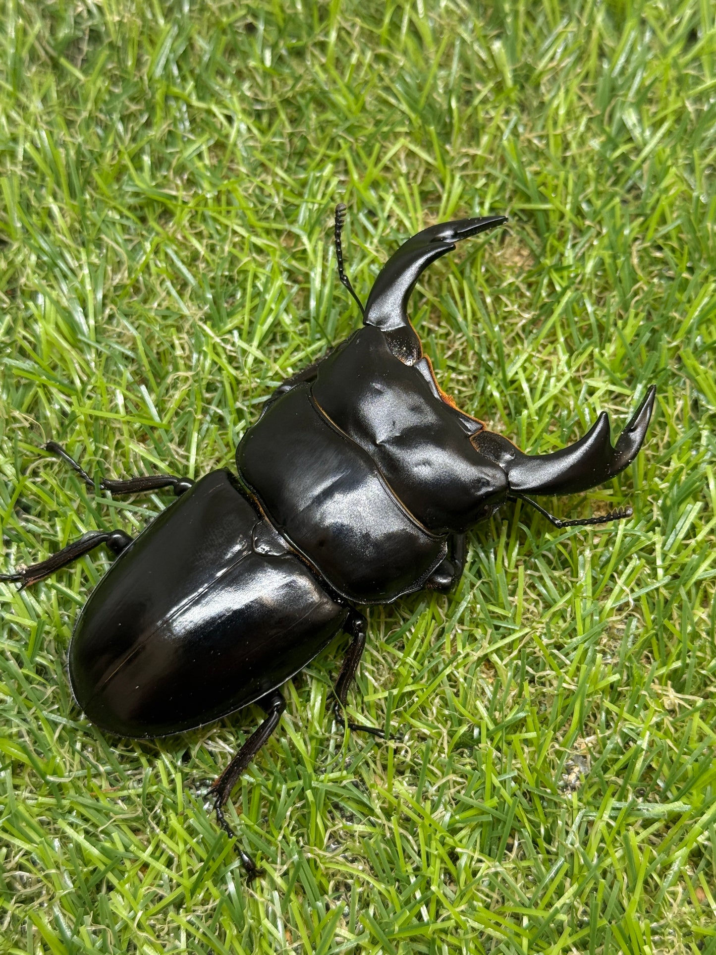 インドアンタエウスオオクワガタ　♂81mm単品