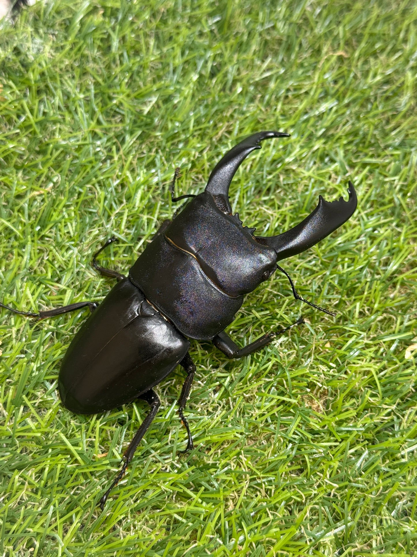 テイオウヒラタクワガタ(大城戸血統)　♂94mm成虫ペア