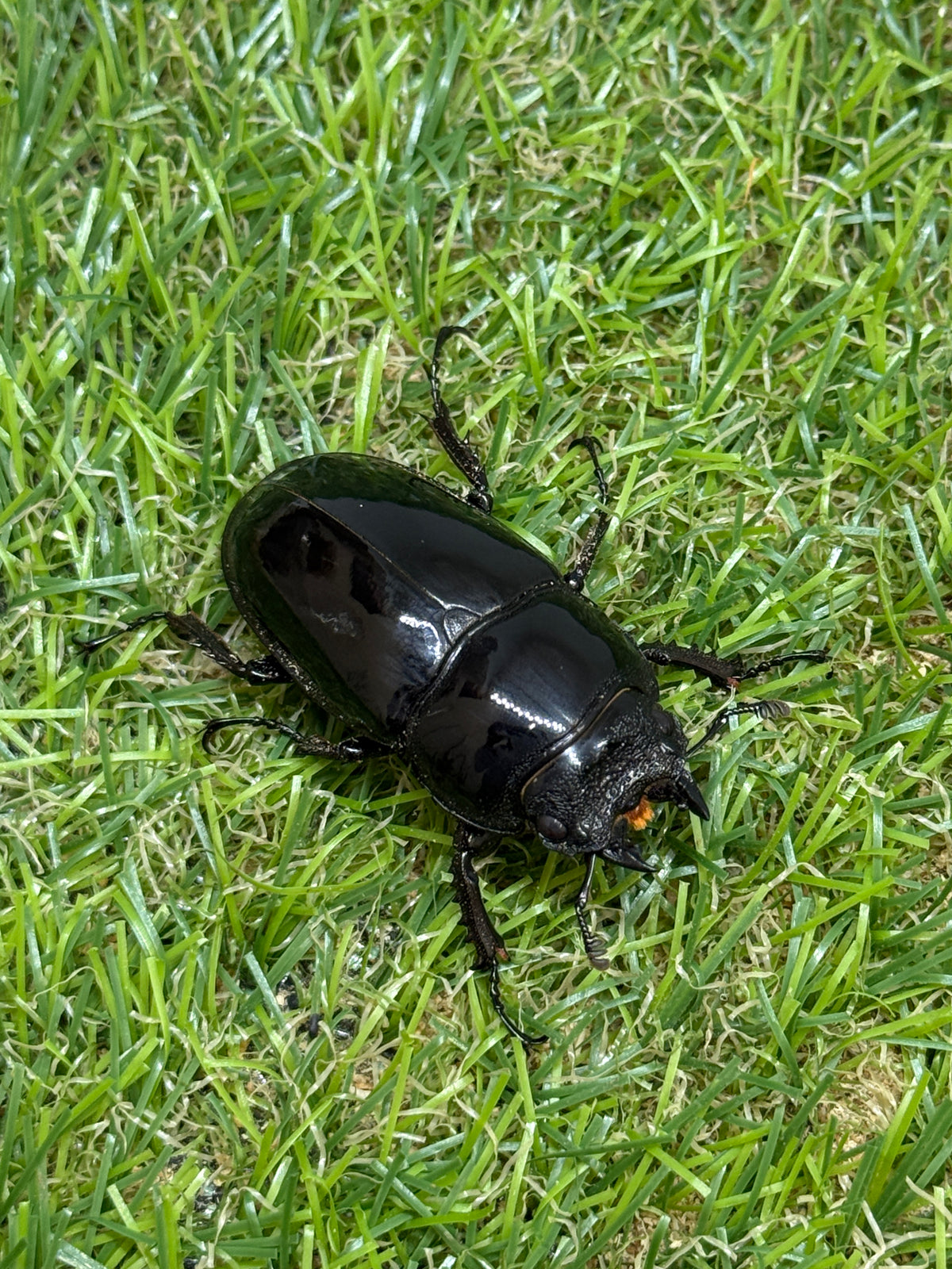 レギウスオオツヤクワガタ　♂66mm成虫ペア