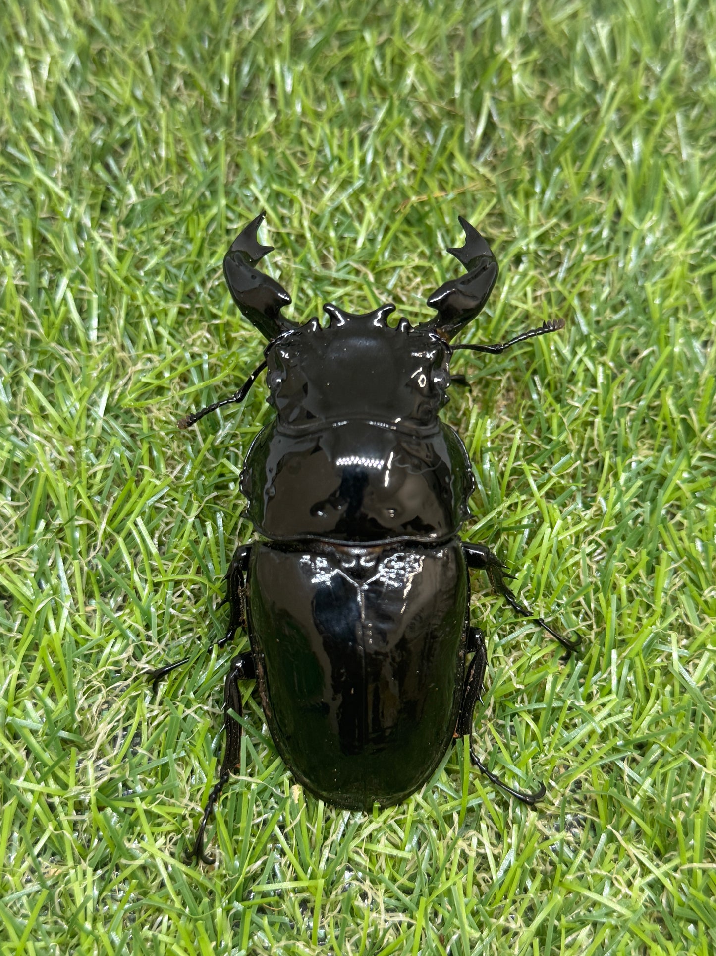 タランドゥスオオツヤクワガタ　♂79.6mm成虫ペア