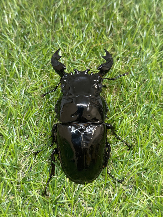 タランドゥスオオツヤクワガタ　♂79.6mm成虫ペア