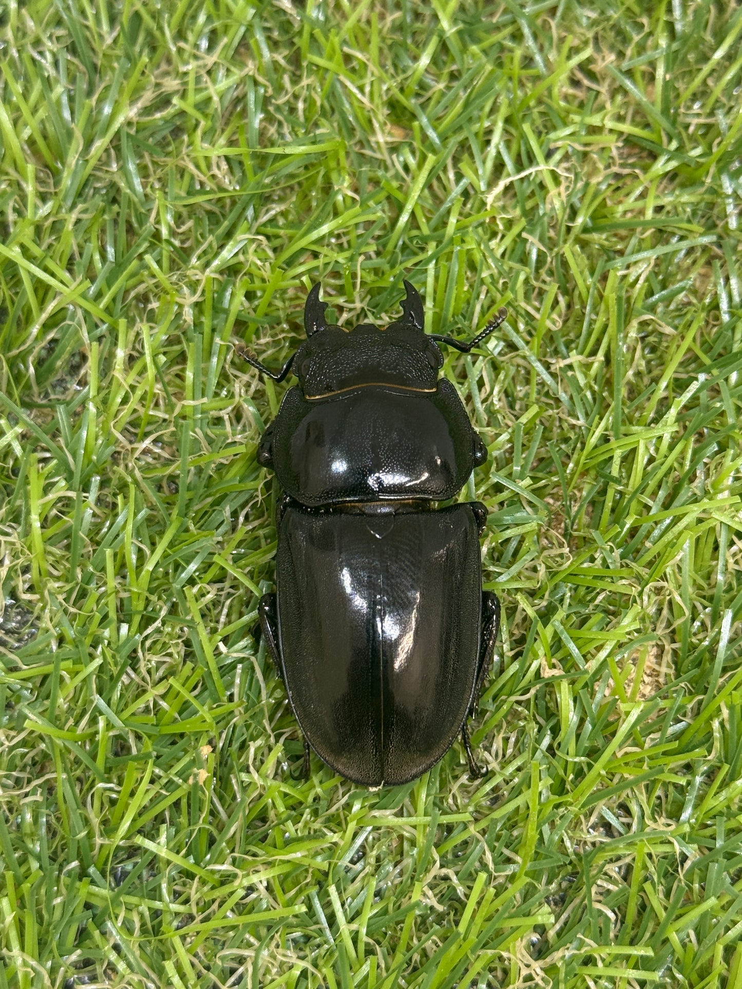 パラワンオオヒラタクワガタ(マンタリガハン産)♂100mm成虫ペア
