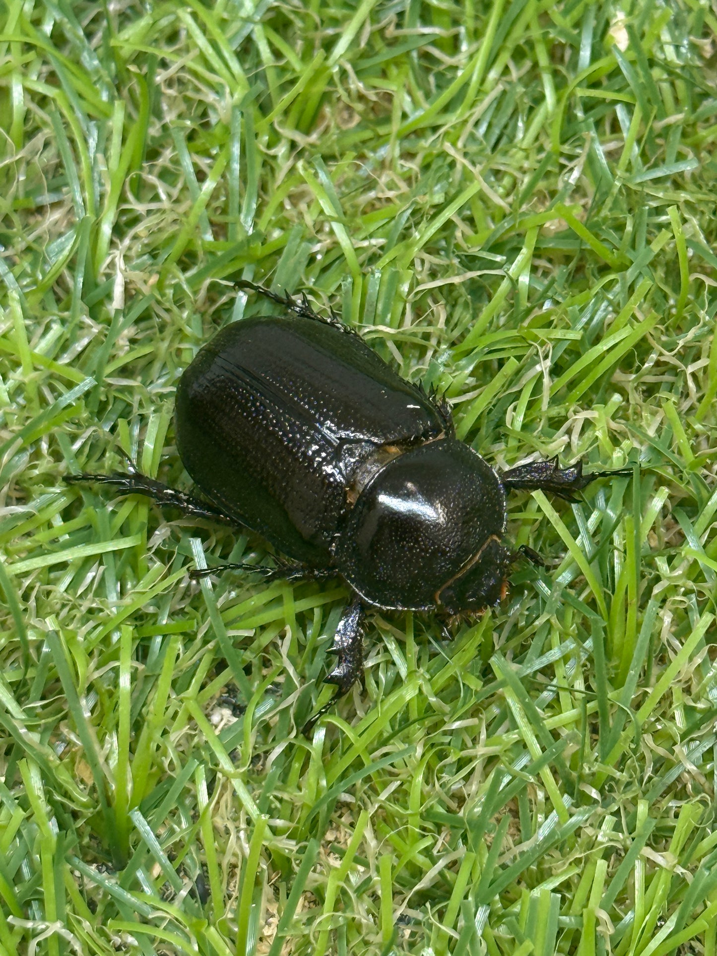 パラタスサスマタサイカブト　♂freeサイズ成虫ペア