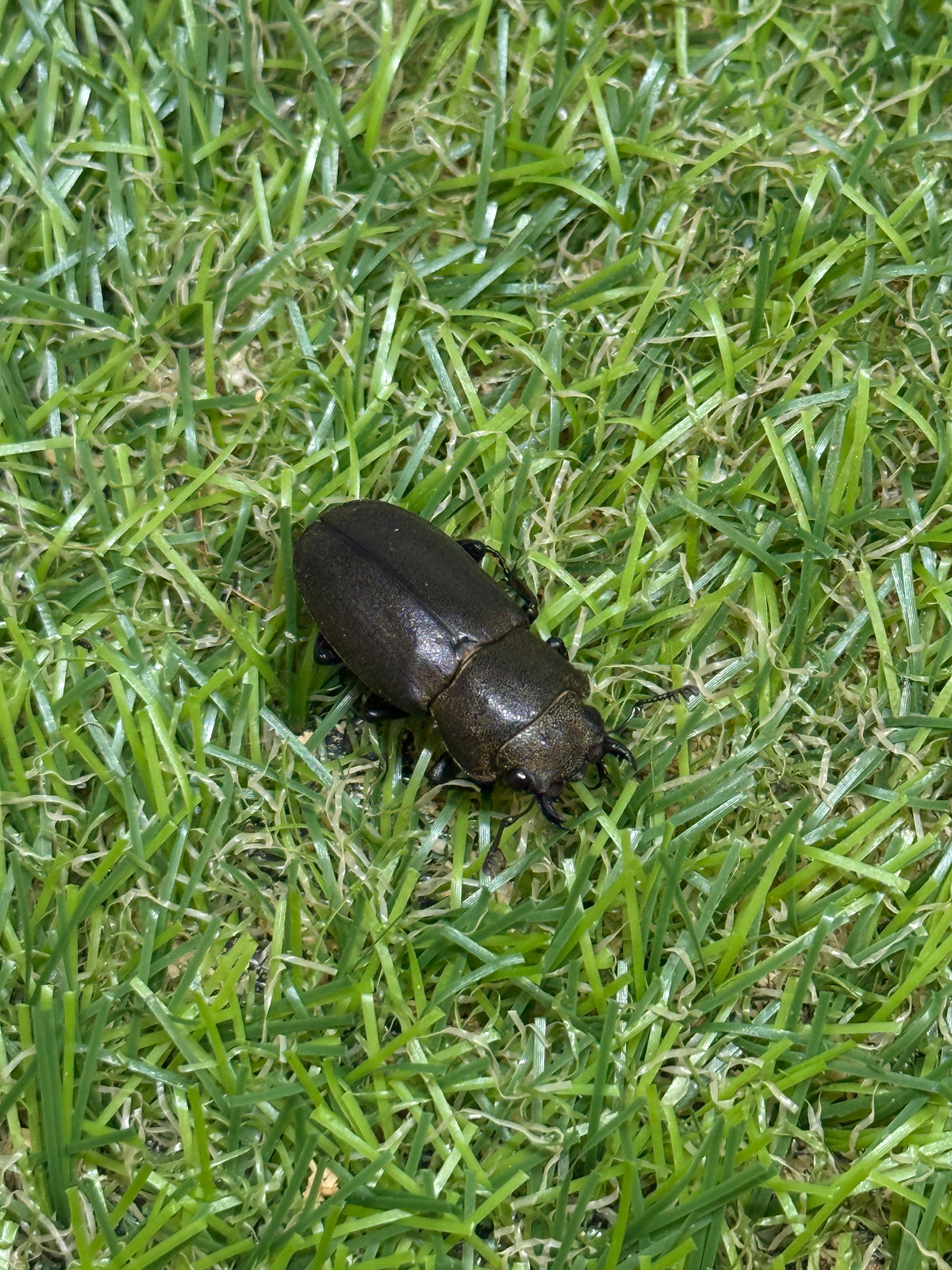 スペキオススホソアカクワガタ　♂58mm成虫ペア