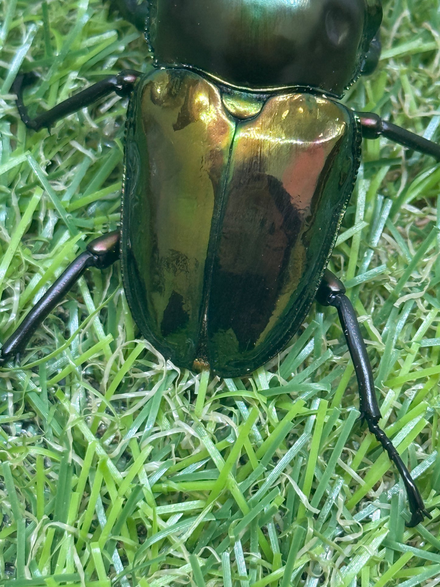 ニジイロクワガタ　♂55mm成虫ペア