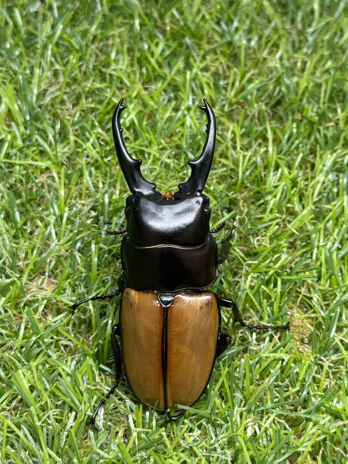 ラフェルトノコギリクワガタ　♂67mm成虫ペア