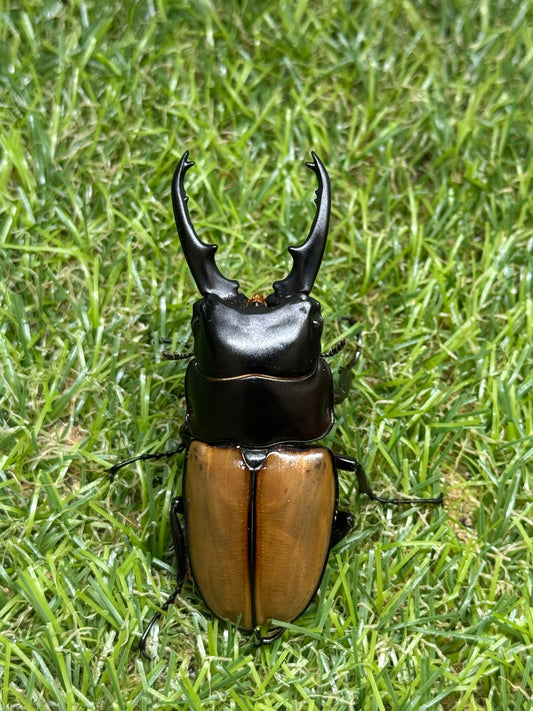 ラフェルトノコギリクワガタ　♂67mm成虫ペア