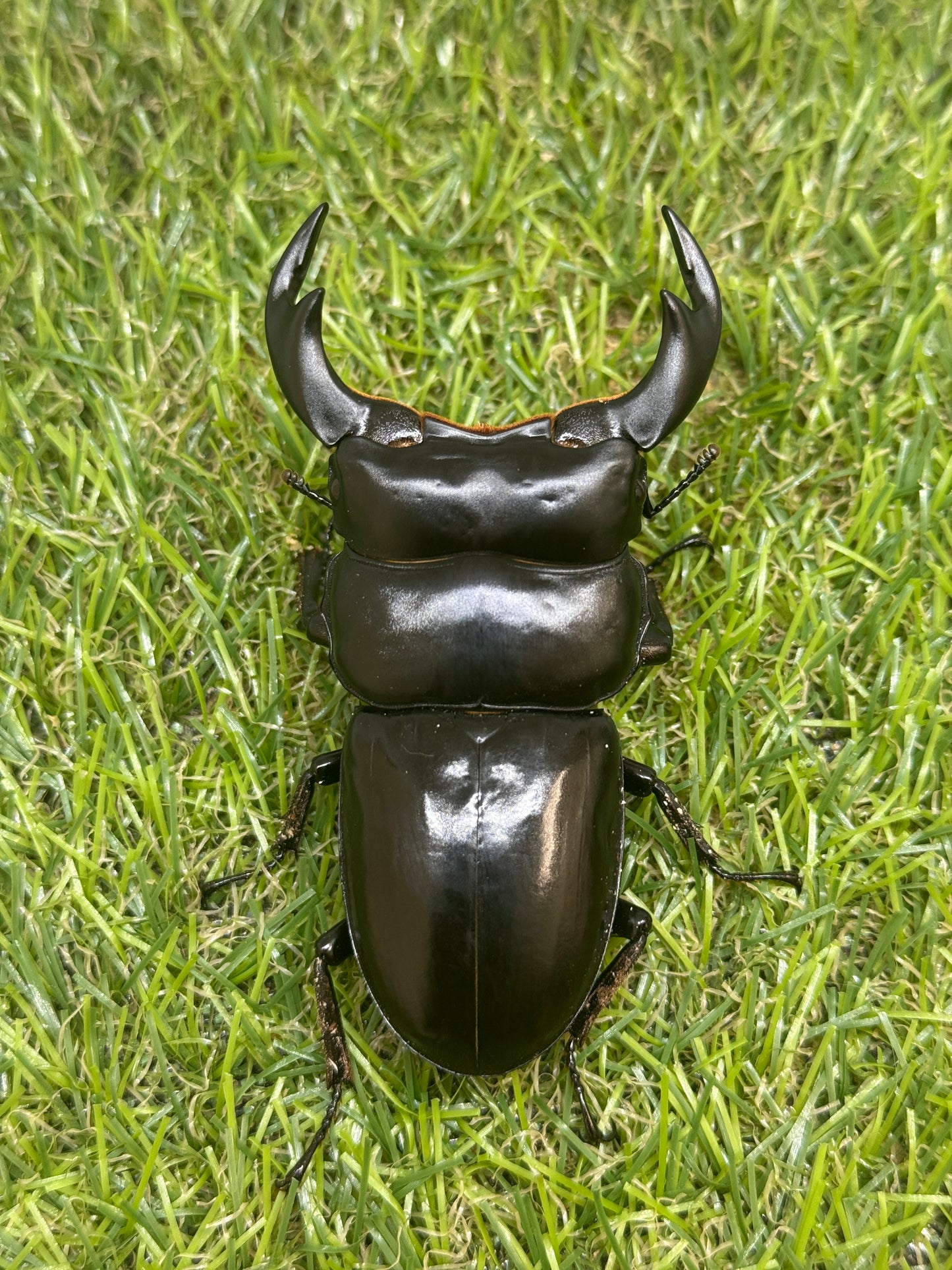インドアンタエウスオオクワガタ　♂79mm成虫ペア