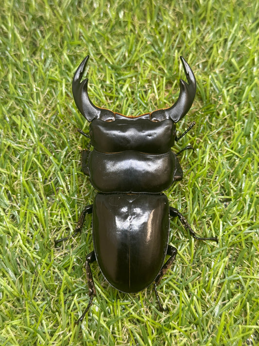 インドアンタエウスオオクワガタ　♂79mm成虫ペア