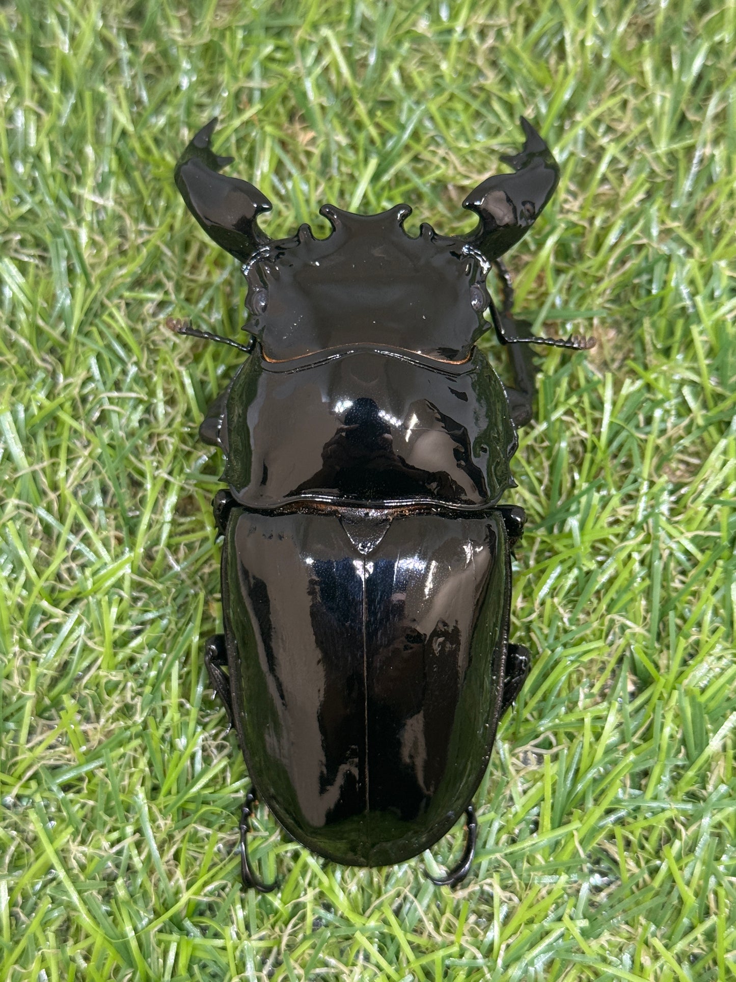 タランドゥスオオツヤクワガタ　♂86.5mm成虫ペア