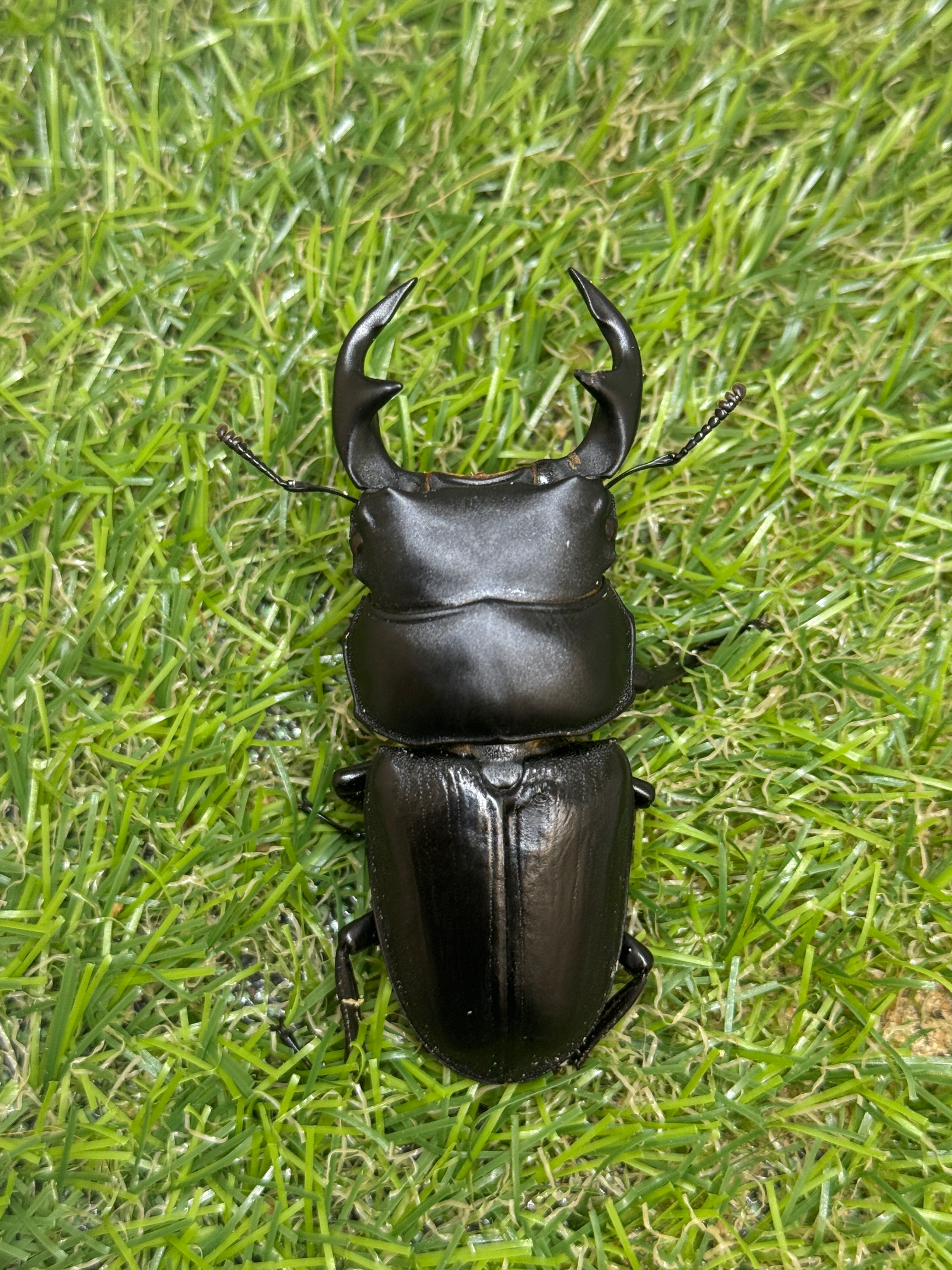 タイワンオクワガタ ♂67mm成虫ペア – 昆虫ショップNexus