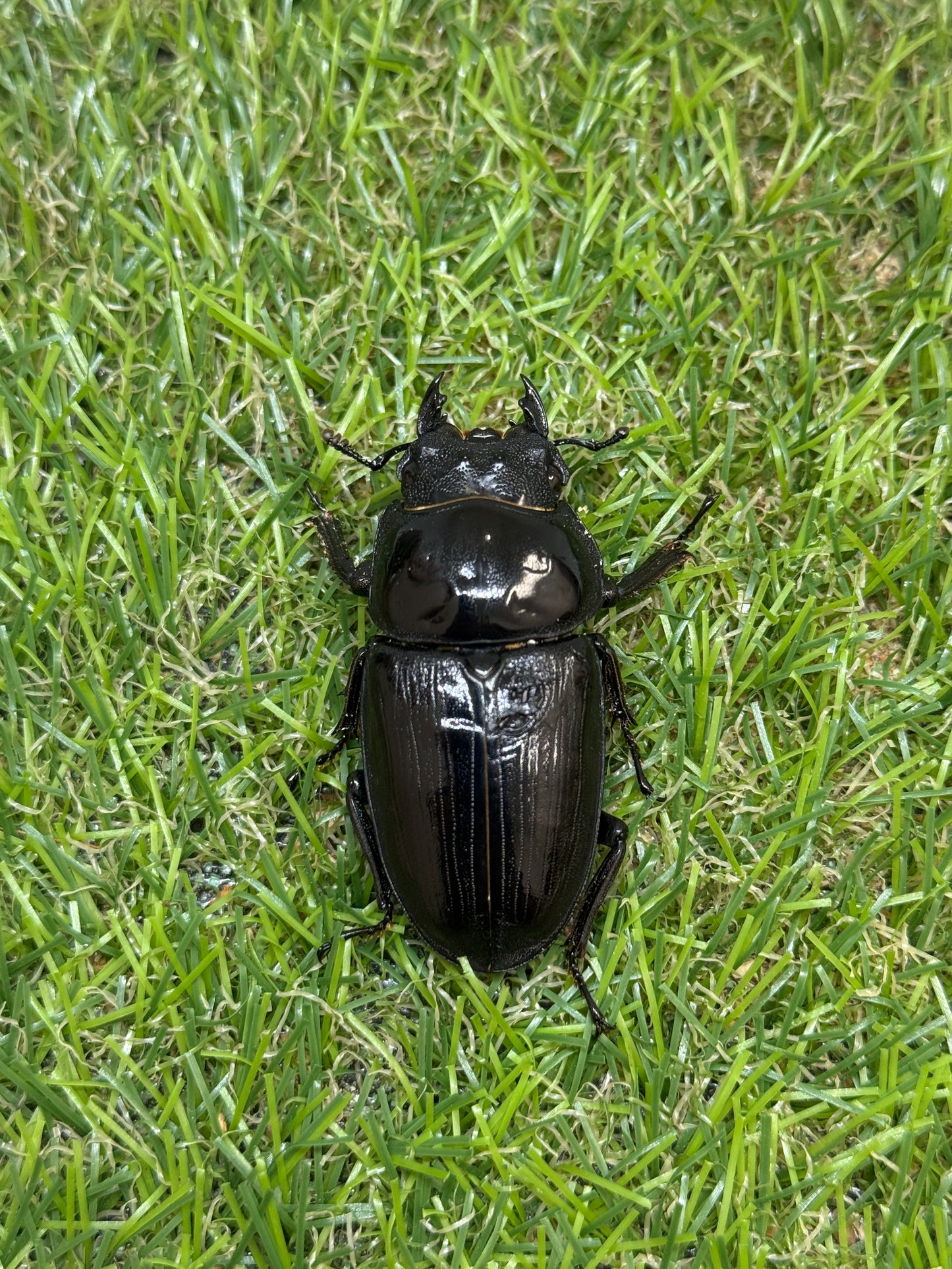 オオクワガタ　奈良輪川西　♂83mm成虫ペア