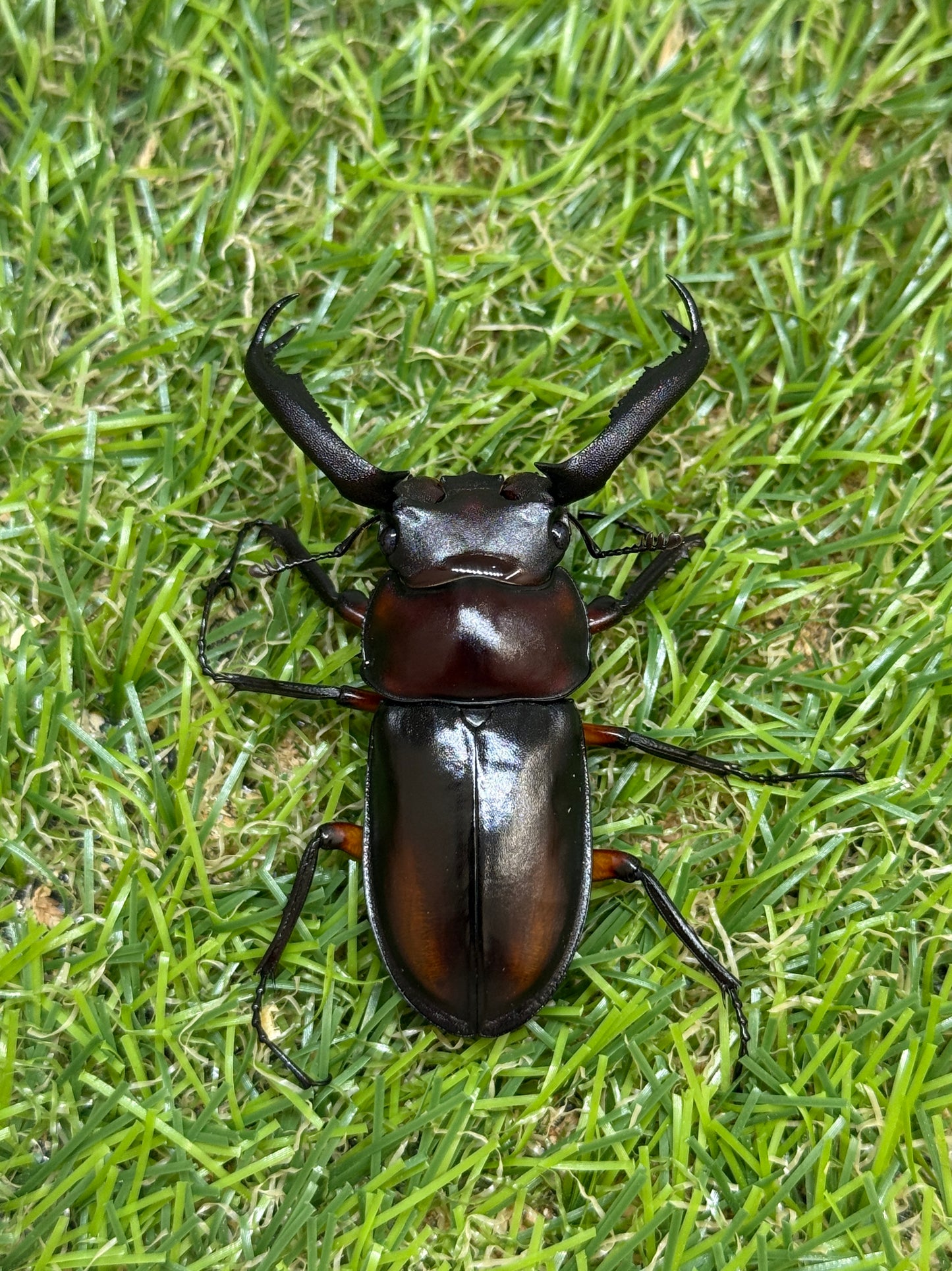 ディディエールシカクワガタ　♂56.6mm 成虫ペア