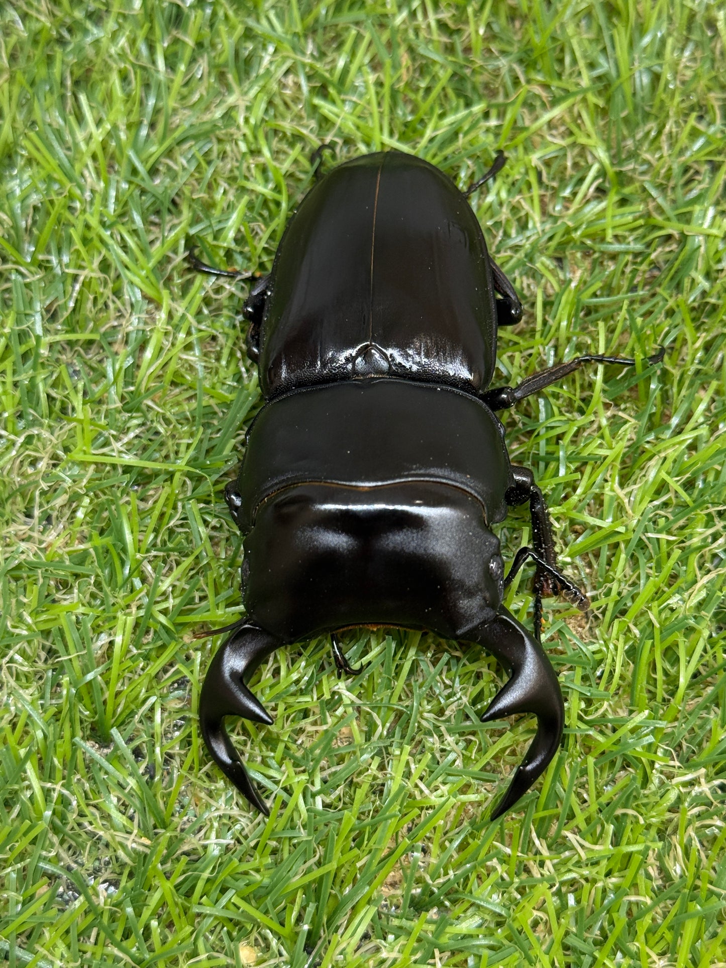 グランディスオオクワガタ　♂79.5mm成虫ペア